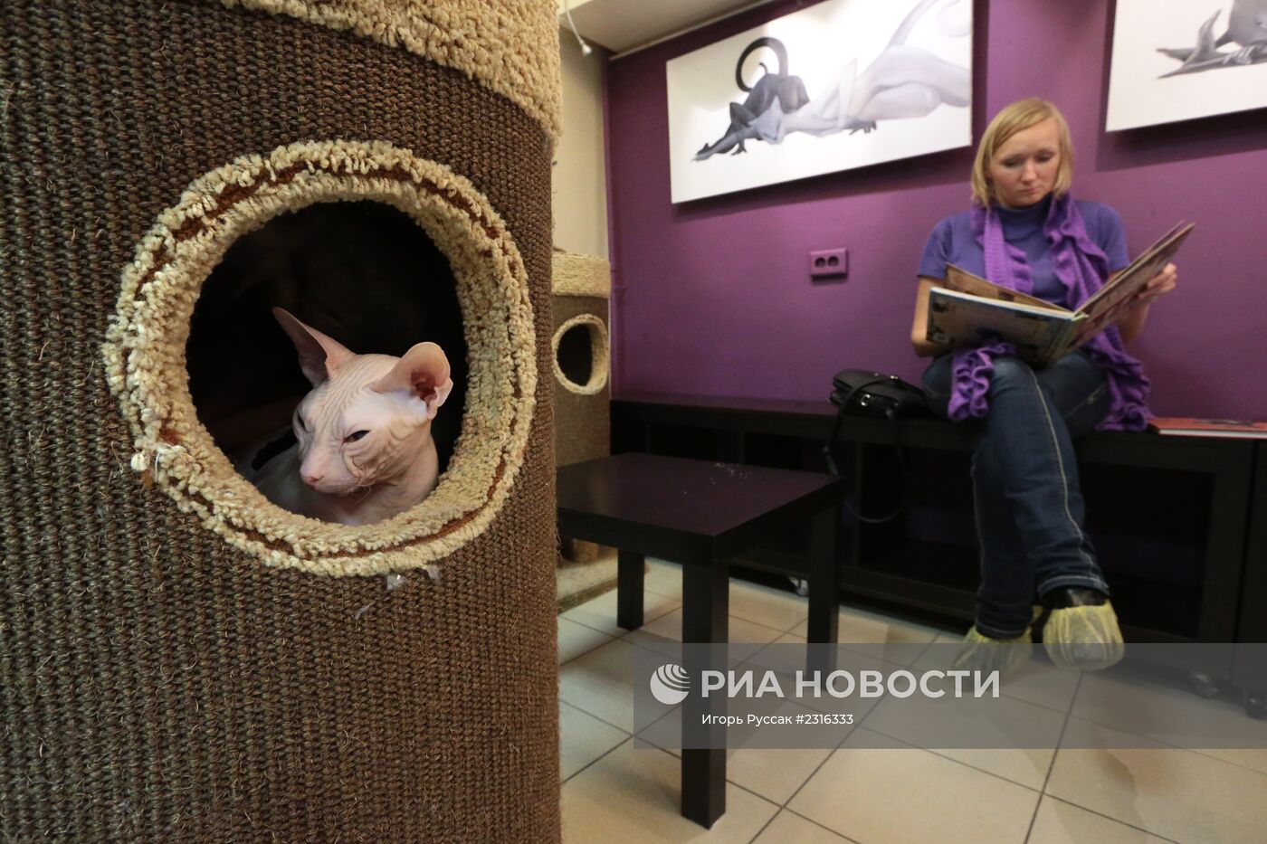 Кот-кафе "Республика кошек" в Санкт-Петербурге