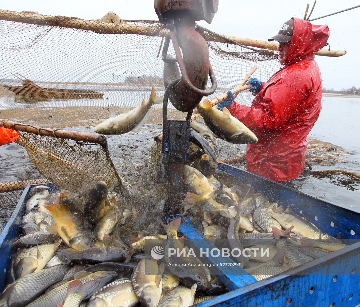 Отлов рыбы в рыбном хозяйстве "Волма" под Минском