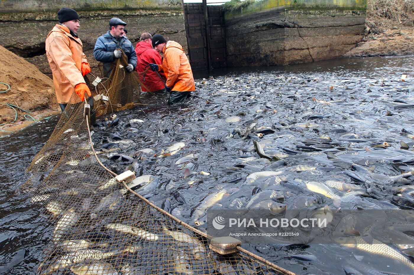 Отлов рыбы в рыбном хозяйстве "Волма" под Минском