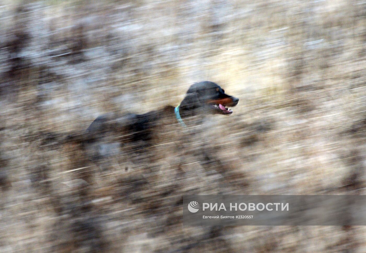 Соколиная охота в Московской области