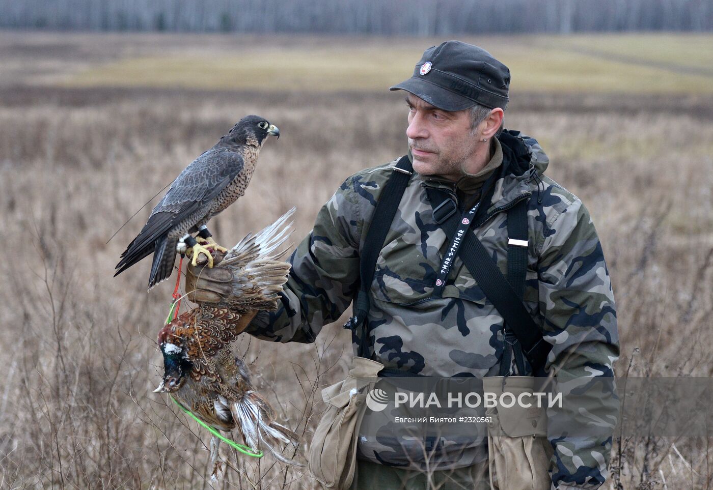 Соколиная охота в Московской области