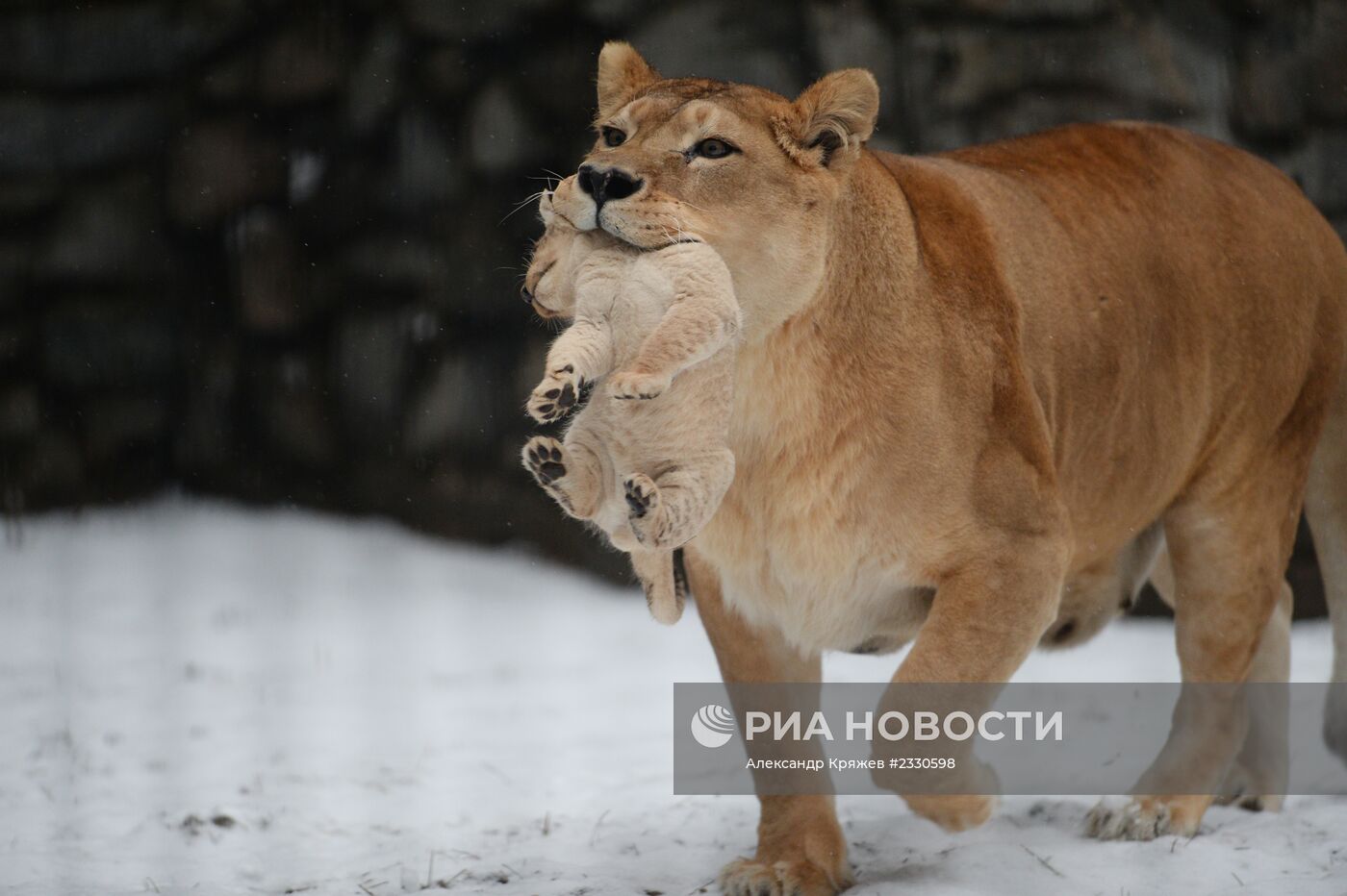Двое африканских львов родились в Новосибирском зоопарке