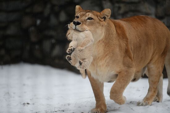 Двое африканских львов родились в Новосибирском зоопарке