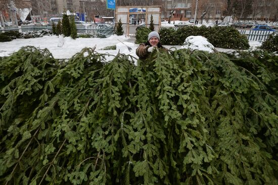 В Новосибирске открылись елочные базары