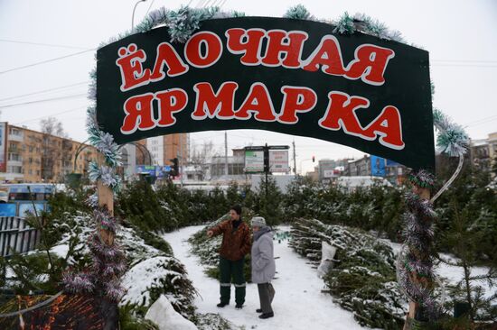 В Новосибирске открылись елочные базары