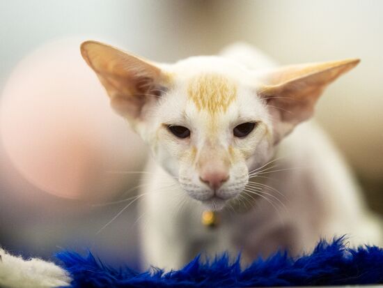 Международная выставка кошек "Гран-при Royal Canin"-2013
