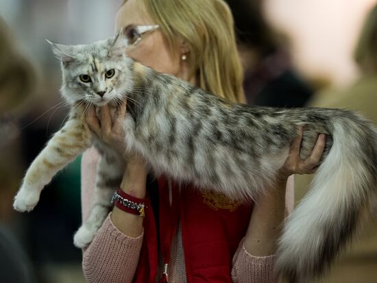 Международная выставка кошек "Гран-при Royal Canin"-2013