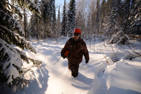 Заготовка леса в Новосибирской области