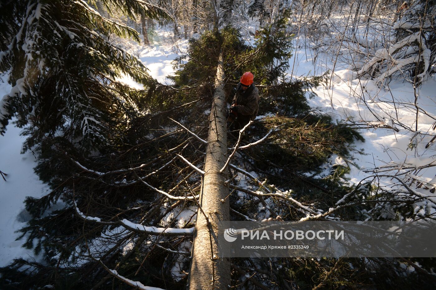 Заготовка леса в Новосибирской области