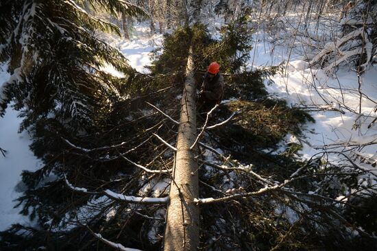 Заготовка леса в Новосибирской области