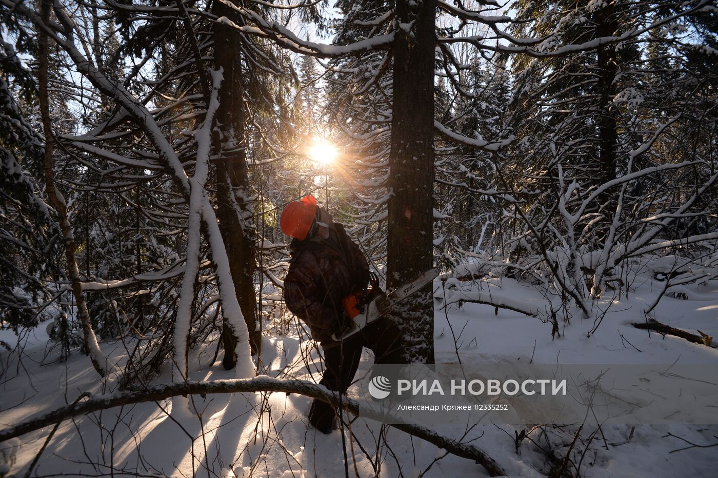 Заготовка леса в Новосибирской области