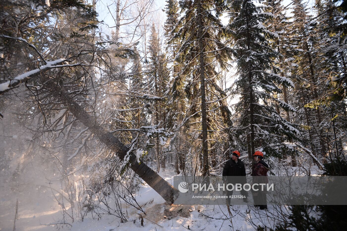 Заготовка леса в Новосибирской области