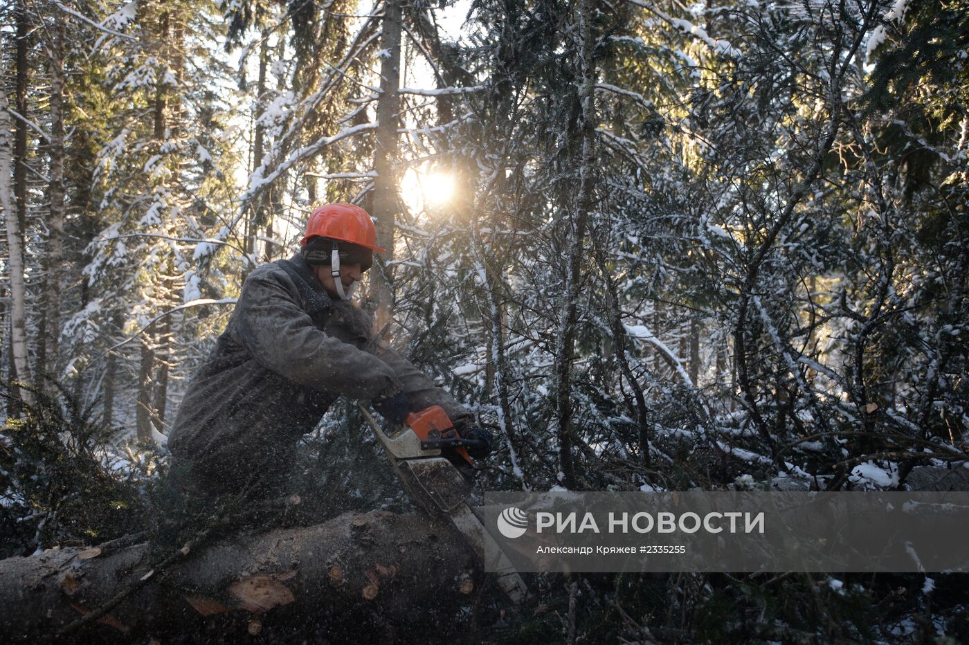 Заготовка леса в Новосибирской области