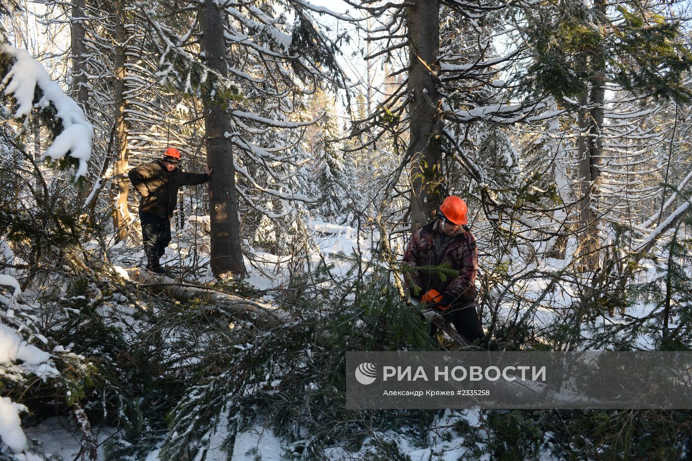 Заготовка леса в Новосибирской области