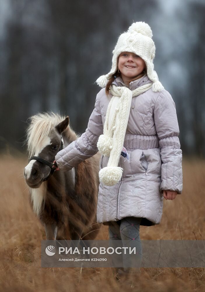 Ферма по разведению американских миниатюрных лошадей в Ленинградской области
