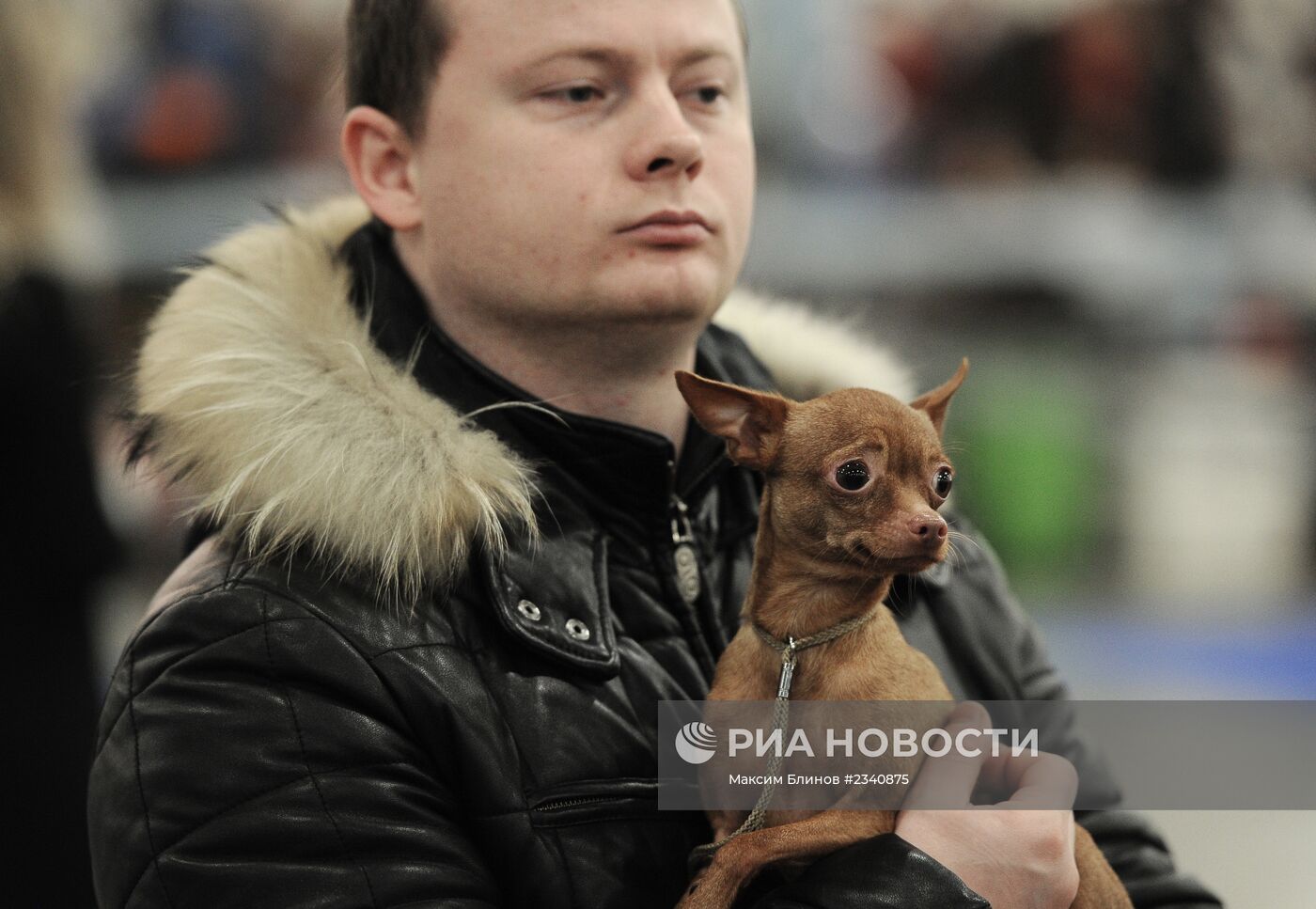 Шоу чемпионов РКФ "Золотой ошейник 2013"