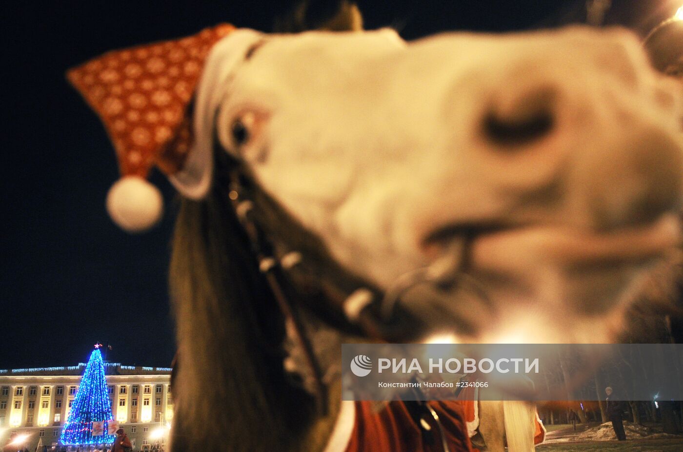 Зажжение новогодней елки на Софийской площади в Великом Новгороде