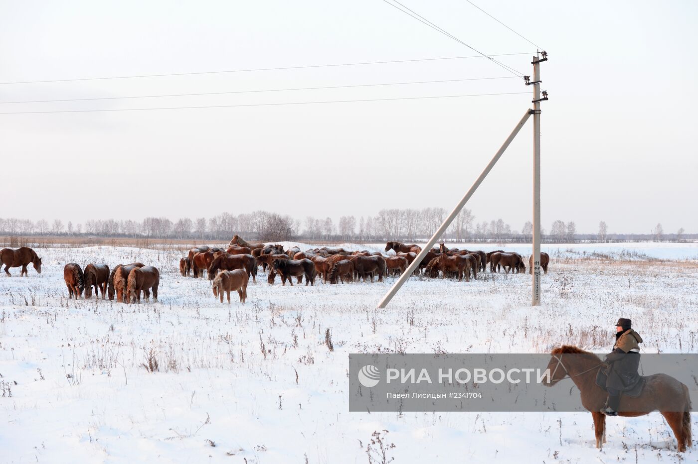 Лошади на конеферме агрофирмы 