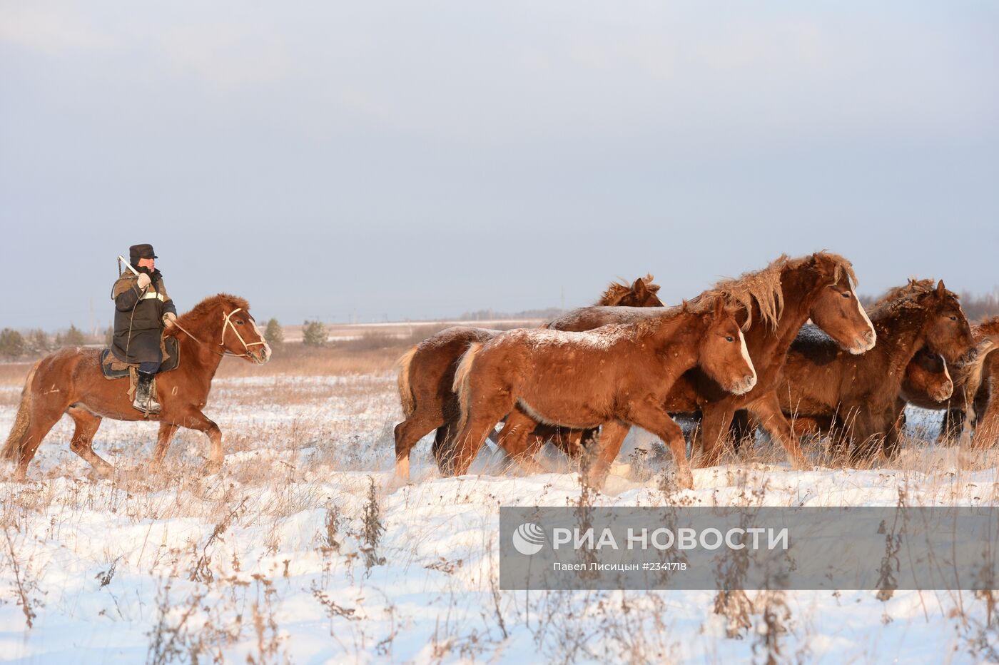 Лошади на конеферме агрофирмы 