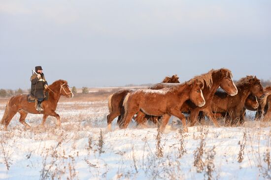 Лошади на конеферме агрофирмы "Артемовский" Свердловской области