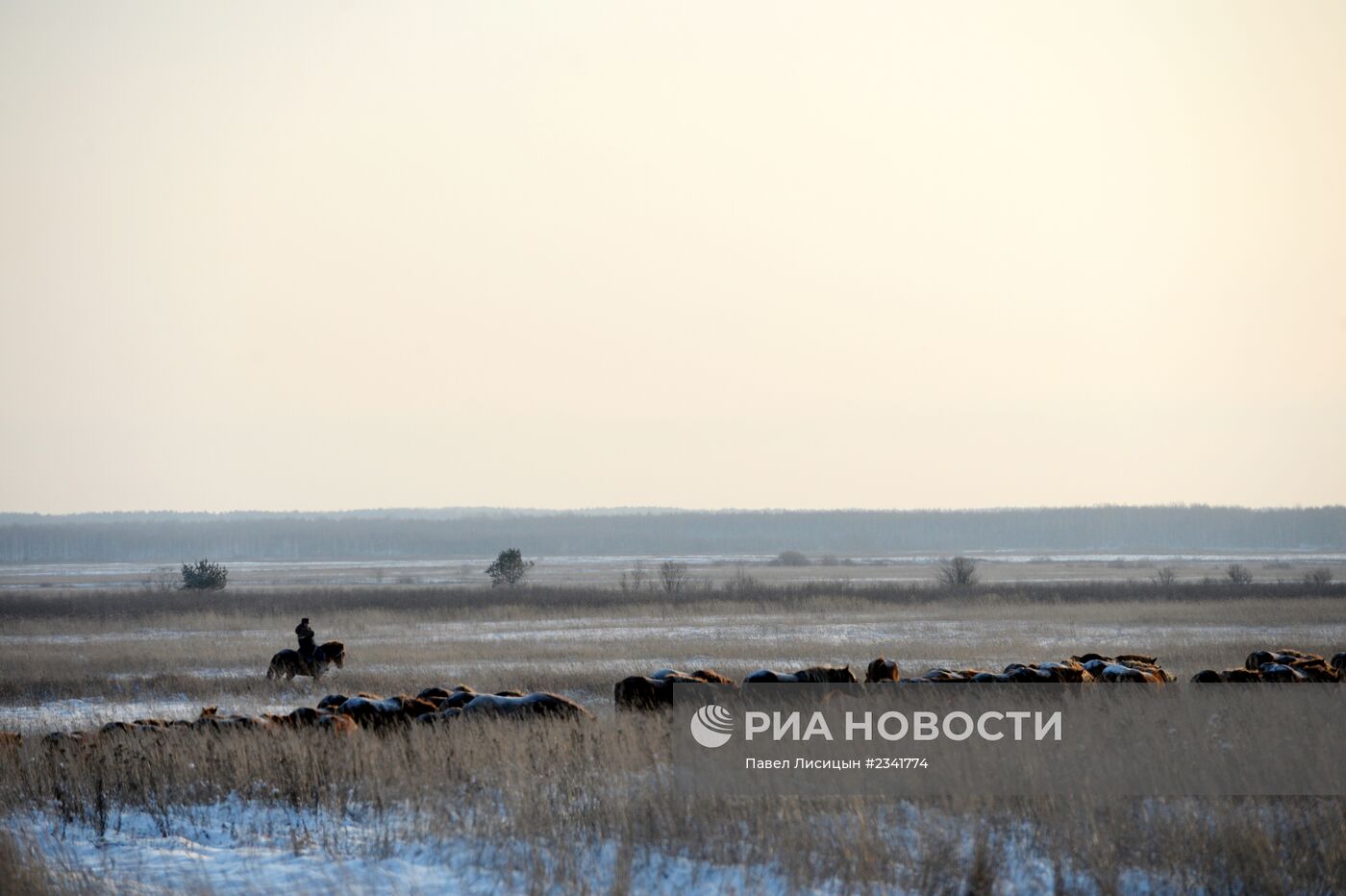 Лошади на конеферме агрофирмы "Артемовский" Свердловской области