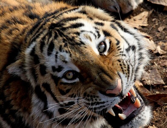 Амурские тигры в сафари-парке Приморского края