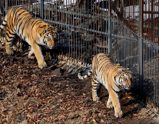 Амурские тигры в сафари-парке Приморского края