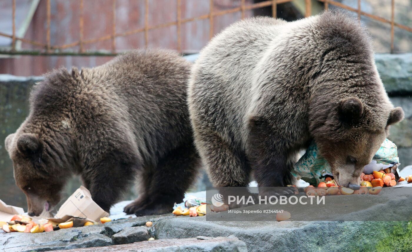 Калининградский зоопарк зимой