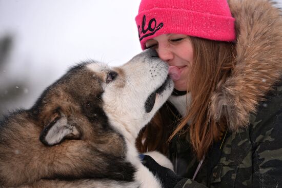Гонки на собачьих упряжках "Рождественский заезд - 2014" в Новосибирской области
