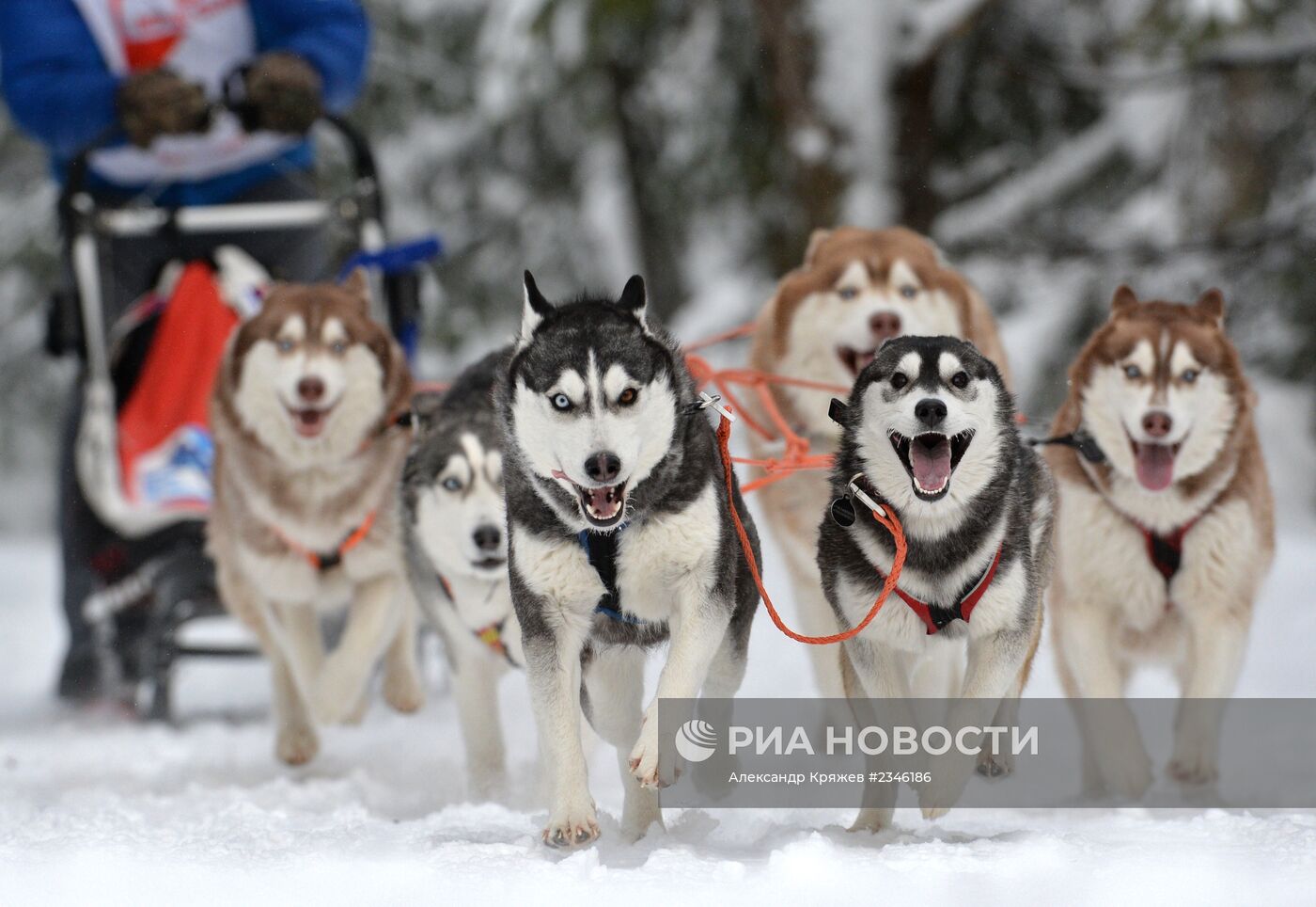 Гонки на собачьих упряжках "Рождественский заезд - 2014" в Новосибирской области