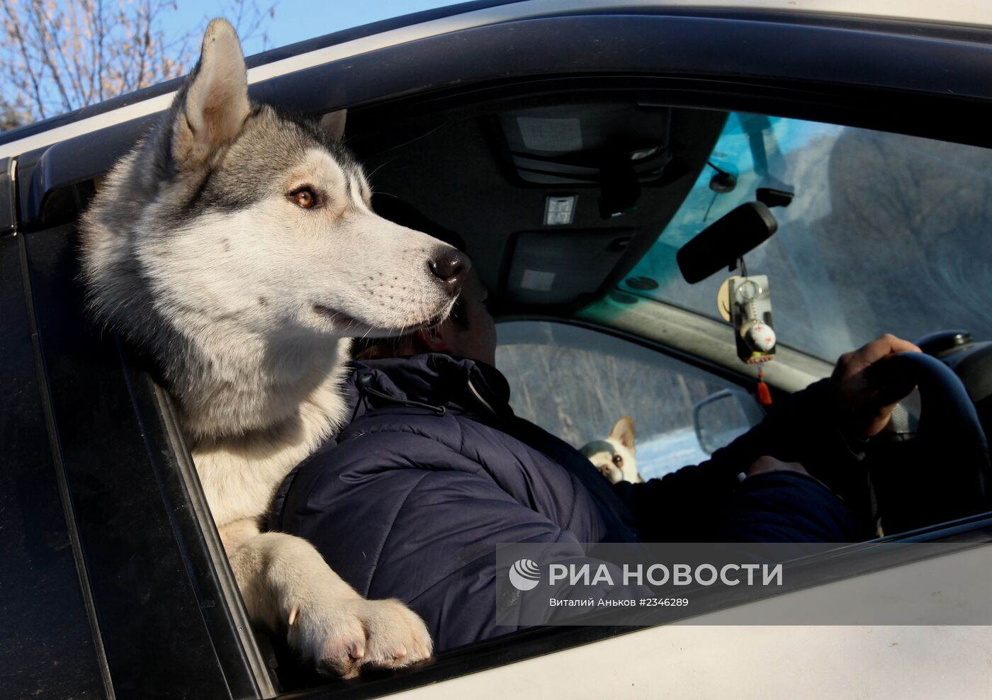 Состязания собачьих упряжек прошли в Приморском крае