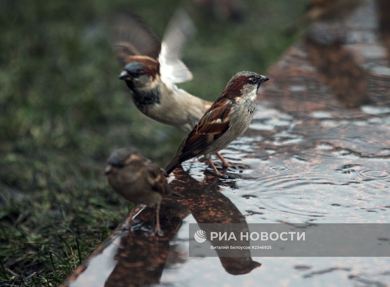 В Москве установилась аномально теплая погода