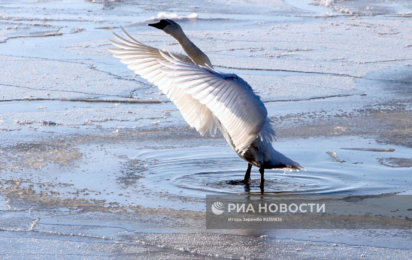 Лебеди остались зимовать в гавани Балтийска