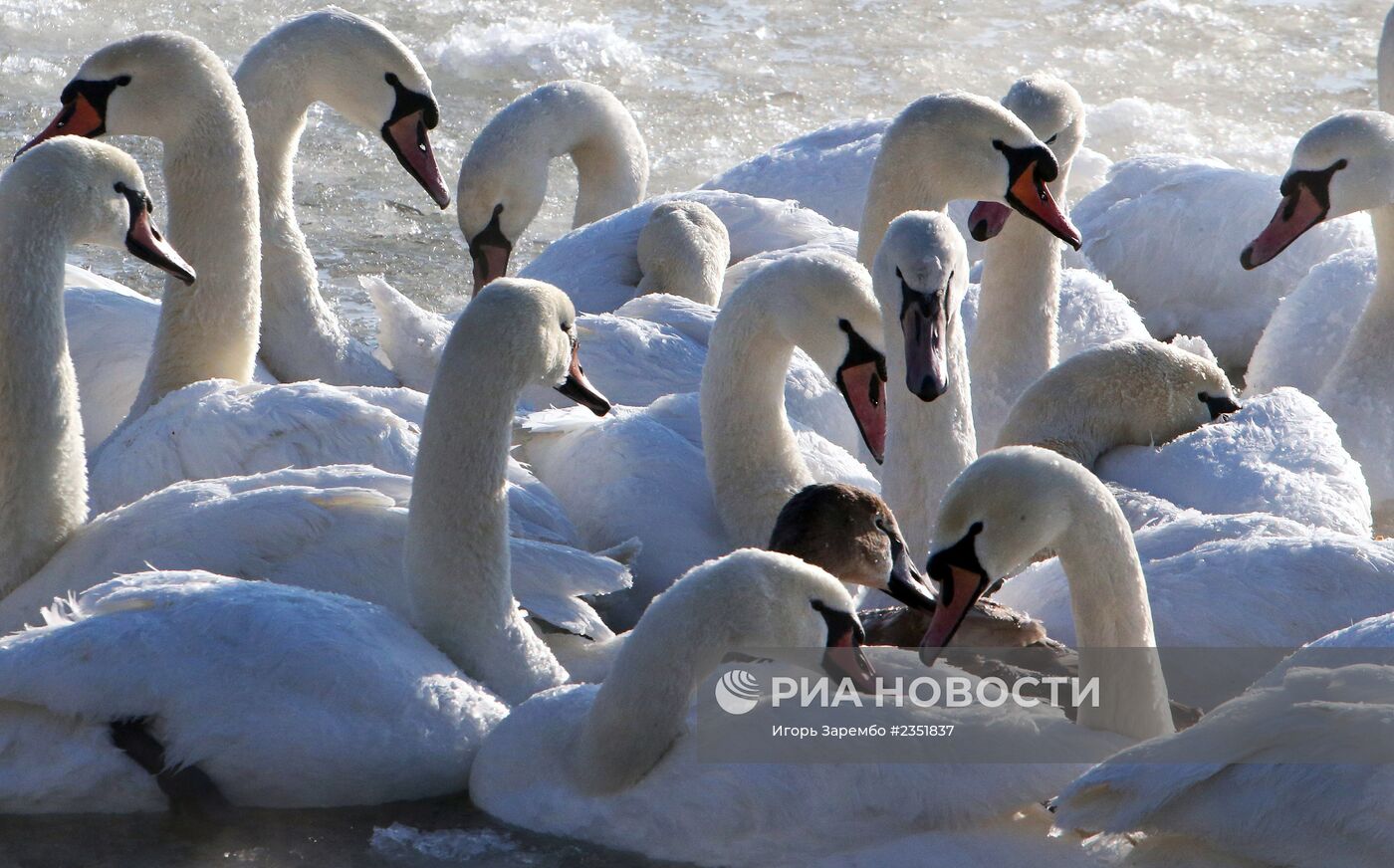 Лебеди остались зимовать в гавани Балтийска