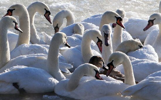 Лебеди остались зимовать в гавани Балтийска