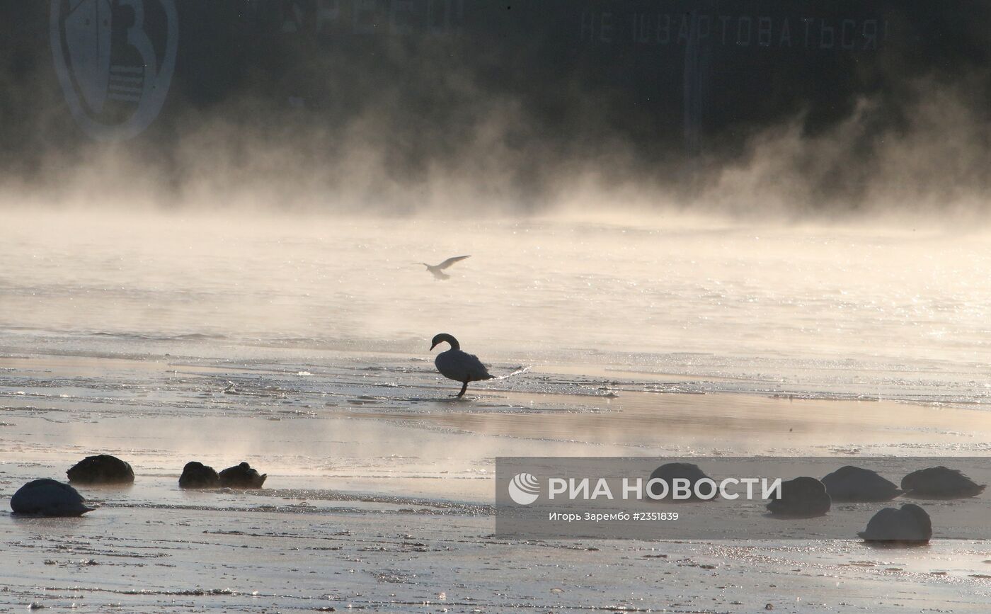 Лебеди остались зимовать в гавани Балтийска