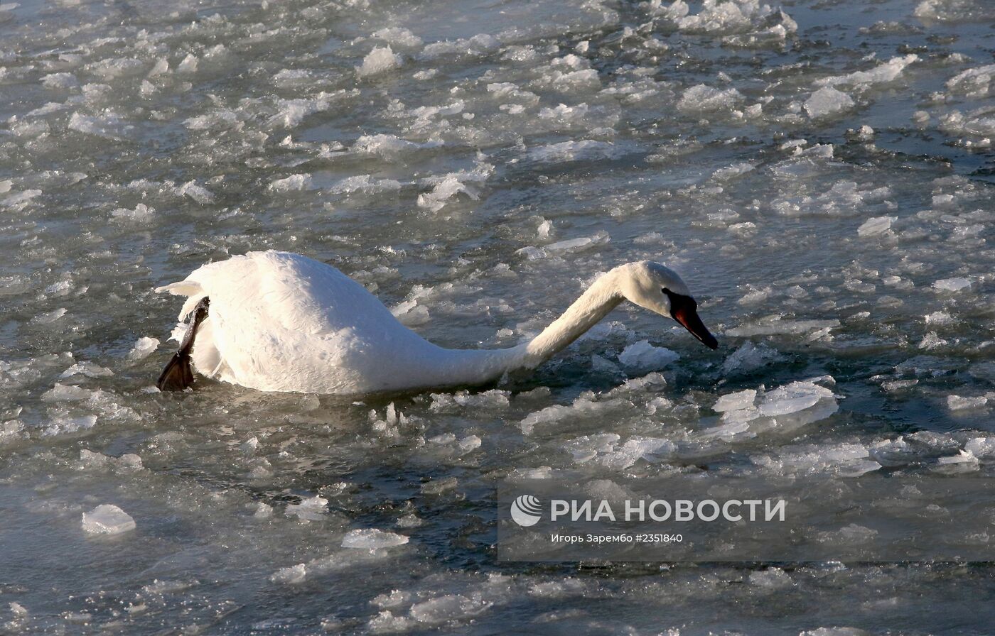 Лебеди остались зимовать в гавани Балтийска