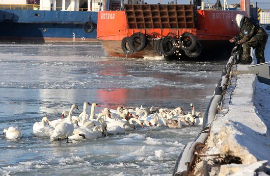 Лебеди остались зимовать в гавани Балтийска