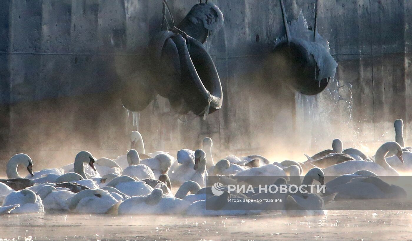 Лебеди остались зимовать в гавани Балтийска