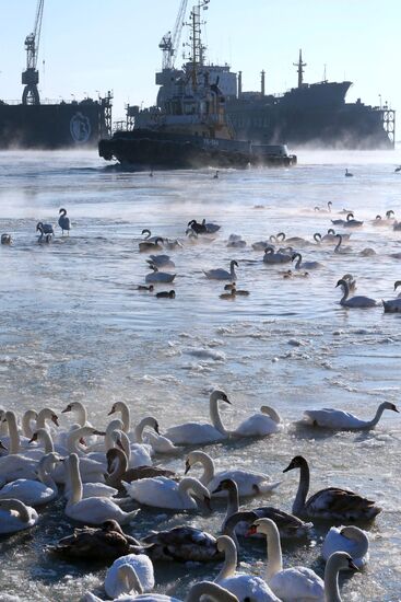 Лебеди остались зимовать в гавани Балтийска