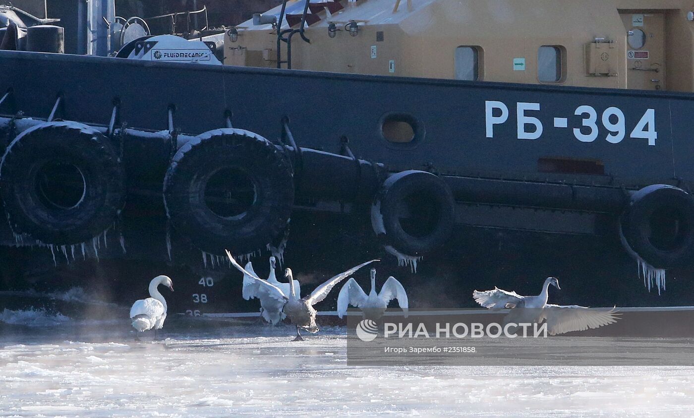 Лебеди остались зимовать в гавани Балтийска