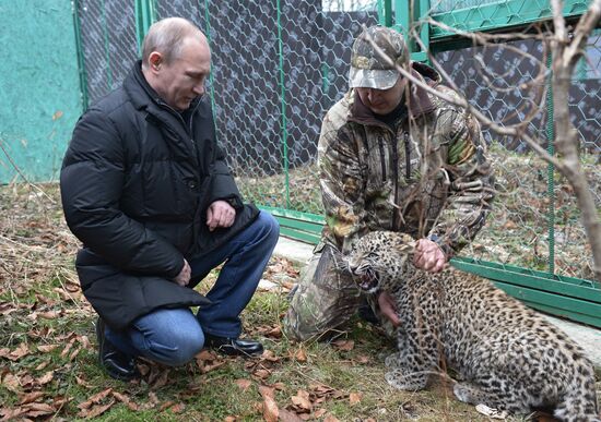 В. Путин посетил Центр разведения и реабилитации леопарда в Сочи