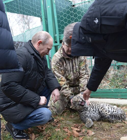 В.Путин посетил Центр разведения и реабилитации леопарда в Сочи