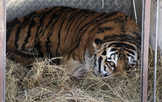 Спасенного амурского тигра доставили в сафари-парк