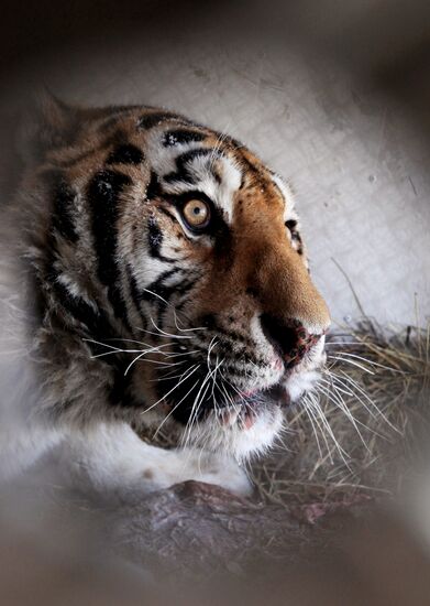 Спасенного амурского тигра доставили в сафари-парк