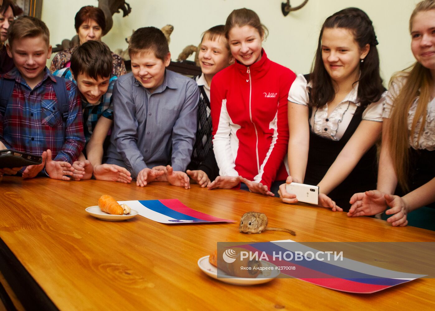Животные предсказывают результат хоккейного матча Россия - Словения на Олимпиаде в Сочи