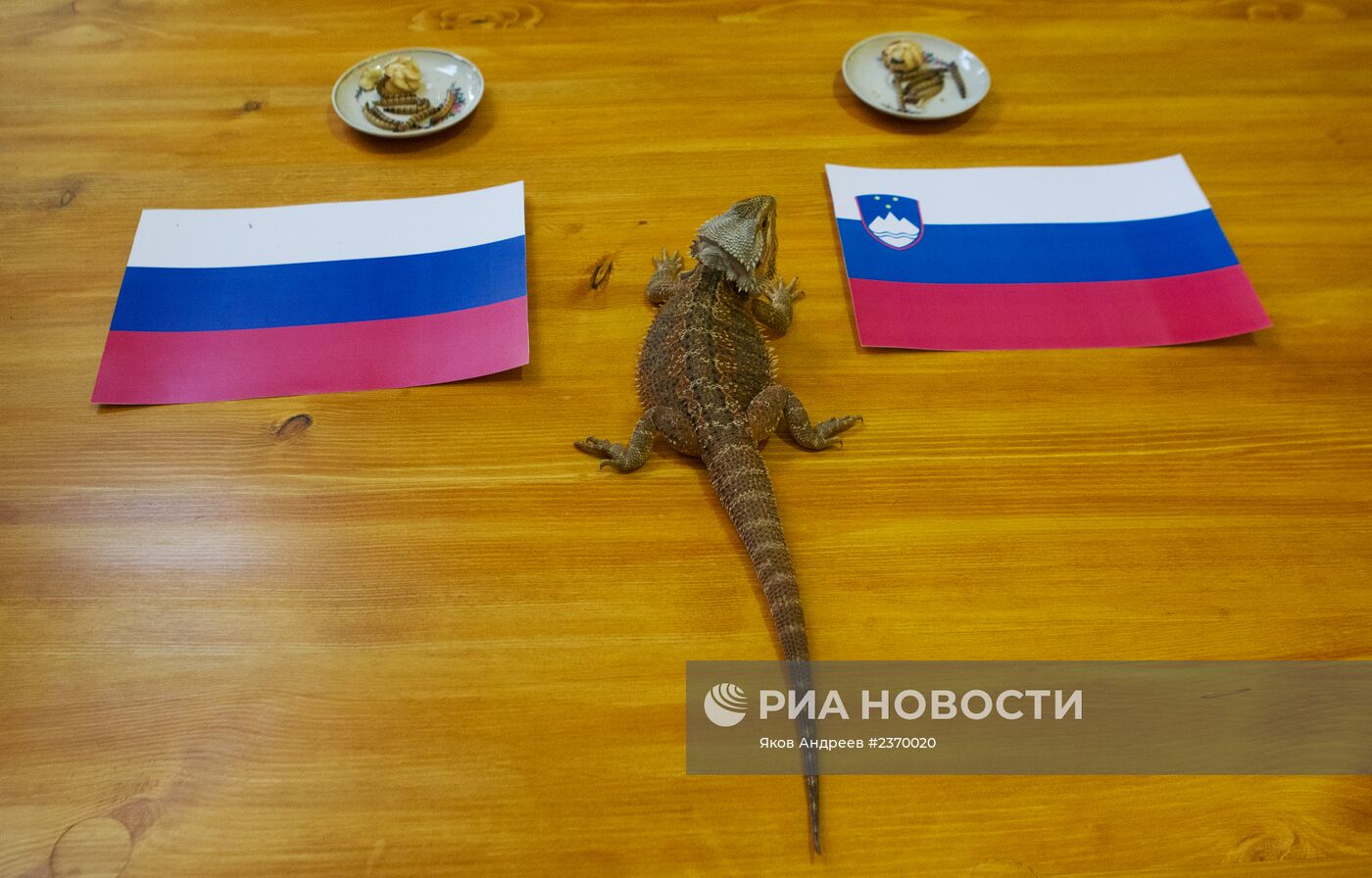 Животные предсказывают результат хоккейного матча Россия - Словения на Олимпиаде в Сочи