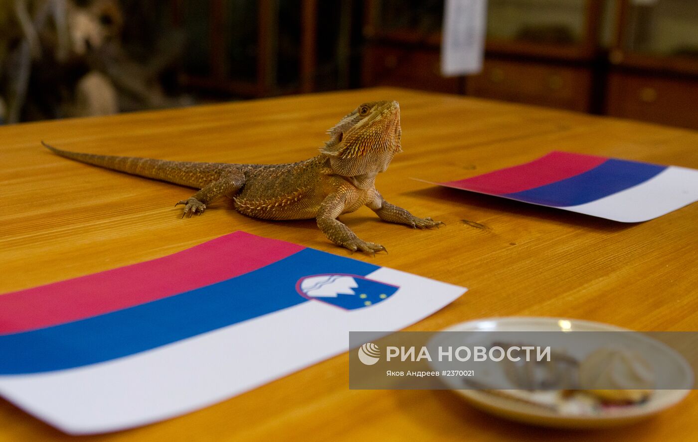 Животные предсказывают результат хоккейного матча Россия - Словения на Олимпиаде в Сочи