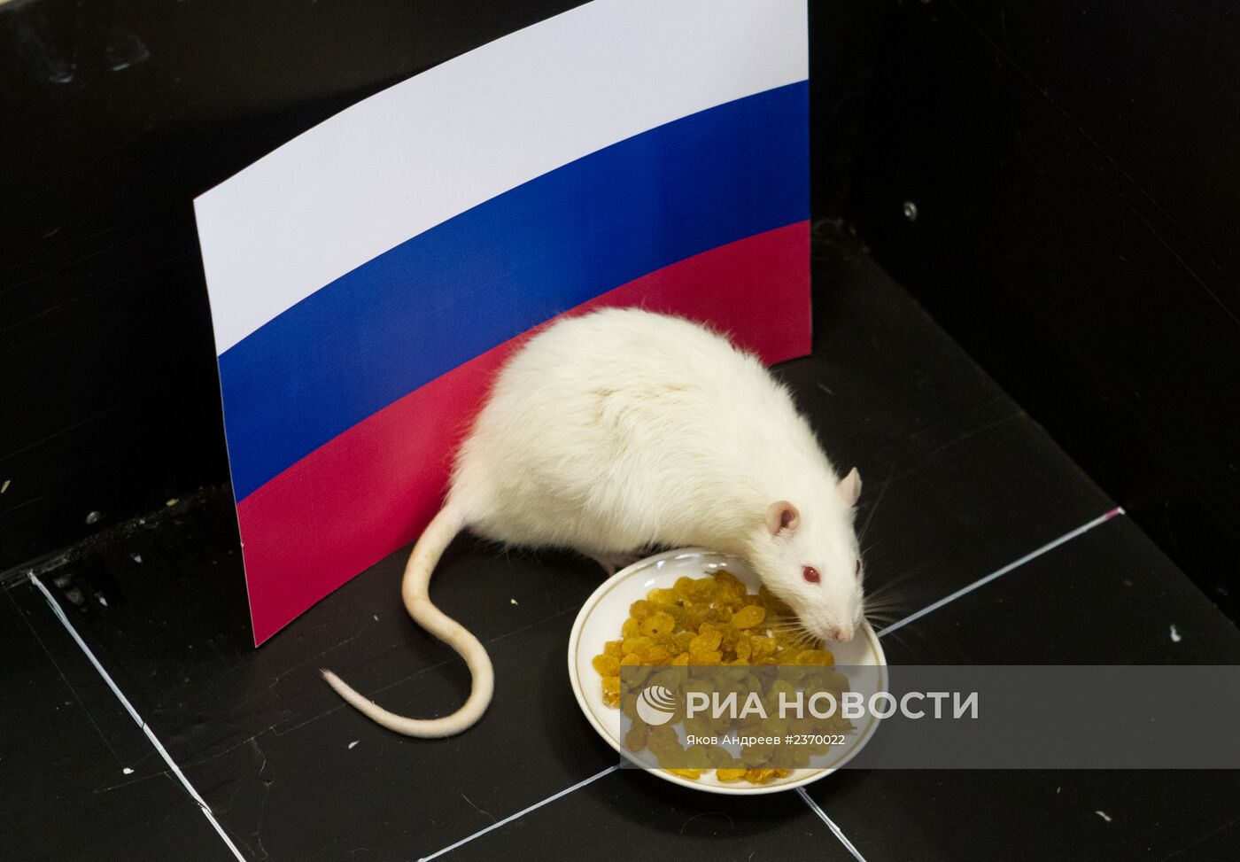 Животные предсказывают результат хоккейного матча Россия - Словения на Олимпиаде в Сочи