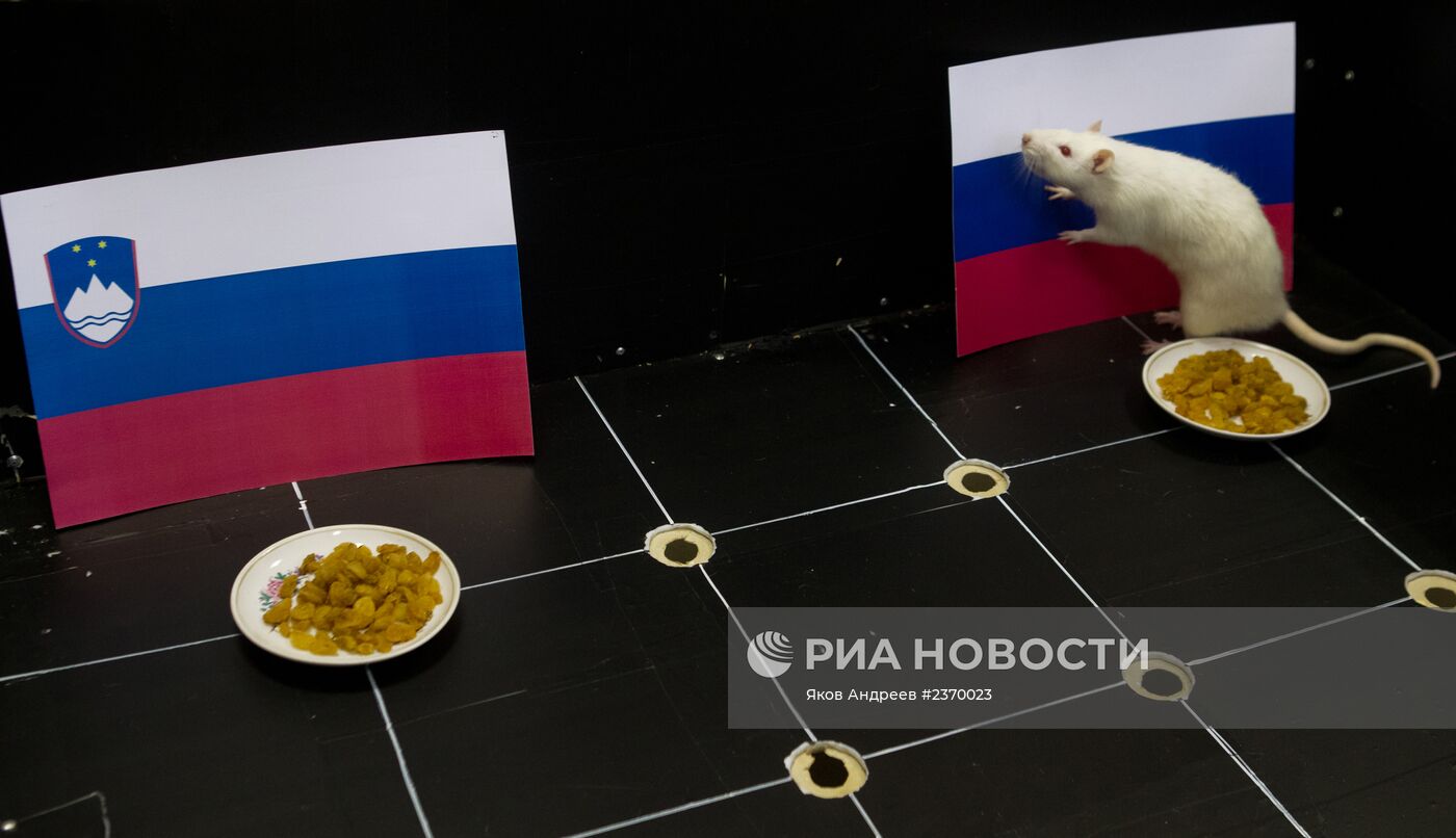 Животные предсказывают результат хоккейного матча Россия - Словения на Олимпиаде в Сочи